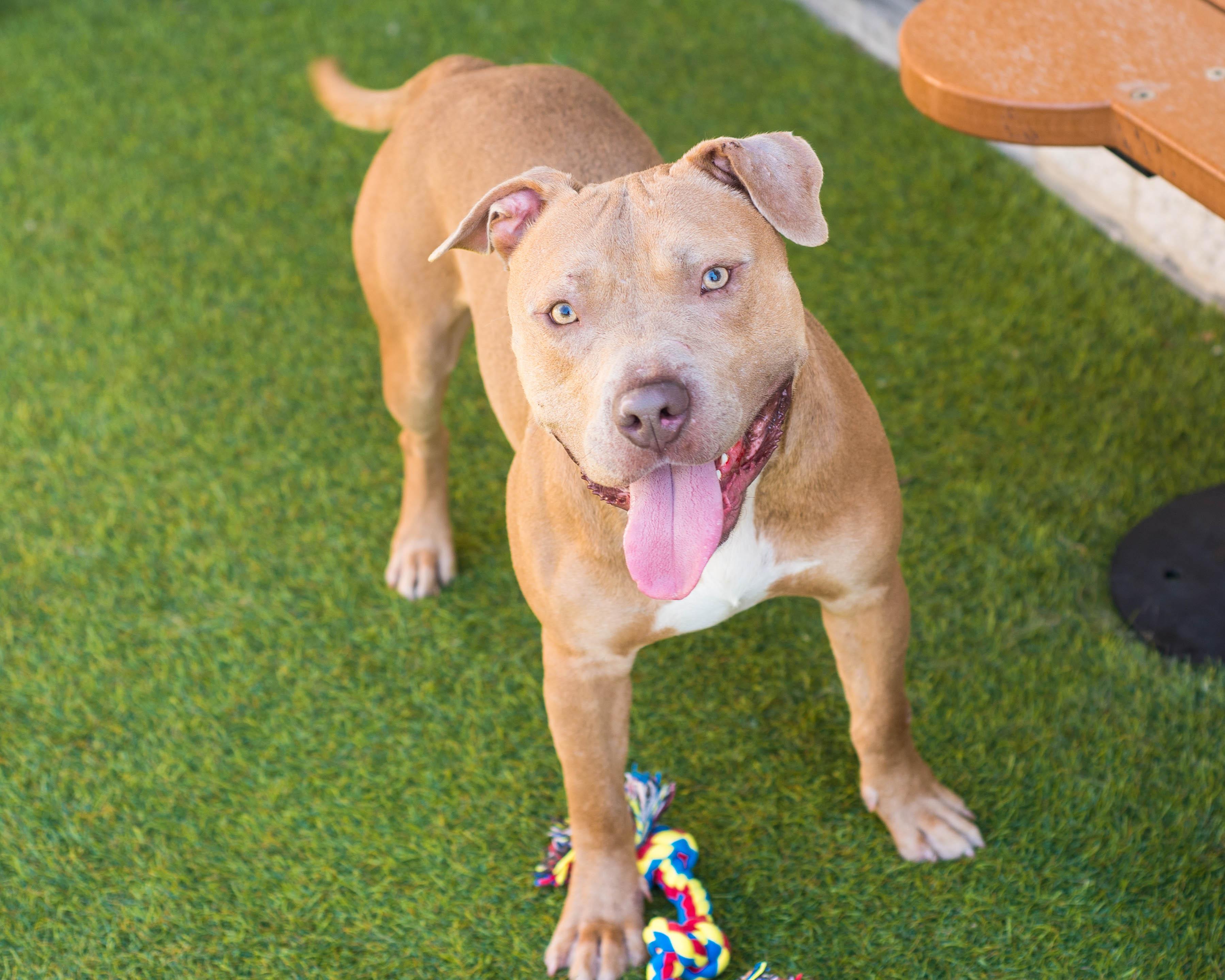 Enlarge Jalen, a Adoptable mixed breed in Mont Belvieu, TX image 4/4