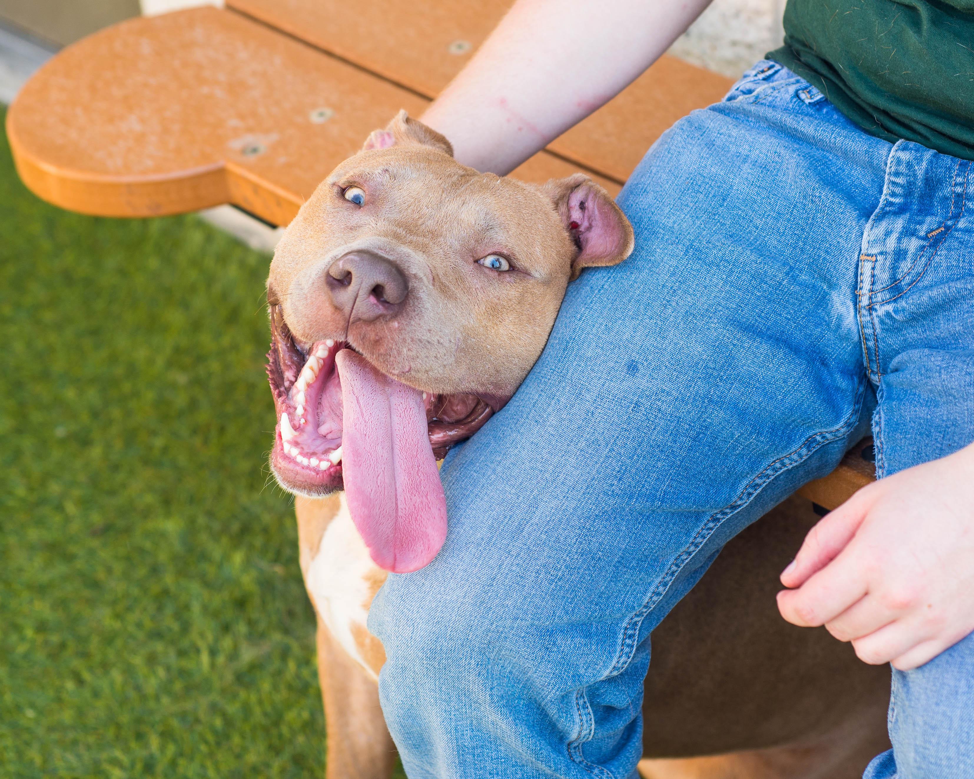 Enlarge Jalen, a Adoptable mixed breed in Mont Belvieu, TX image 3/4