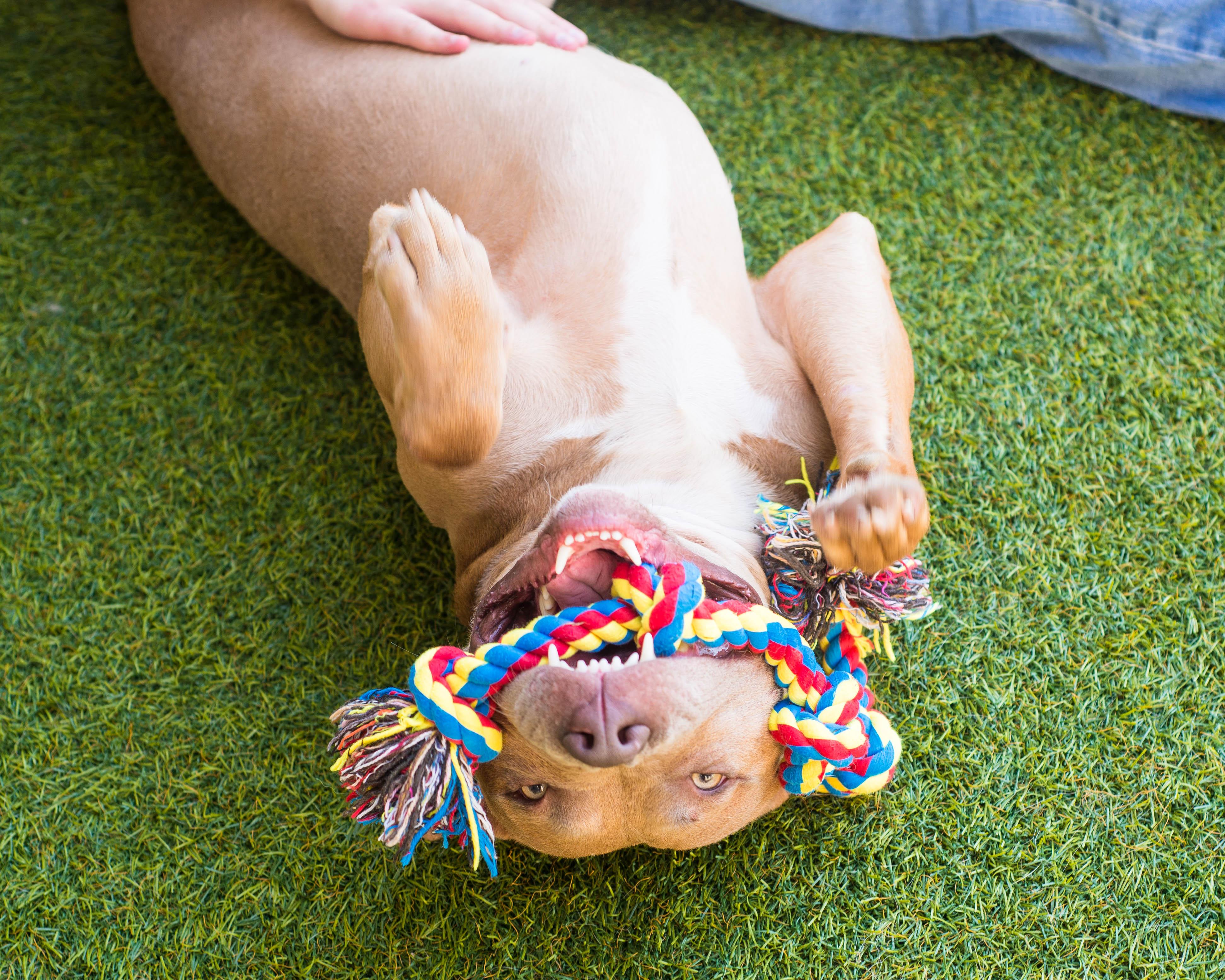 Enlarge Jalen, a Adoptable mixed breed in Mont Belvieu, TX image 2/4