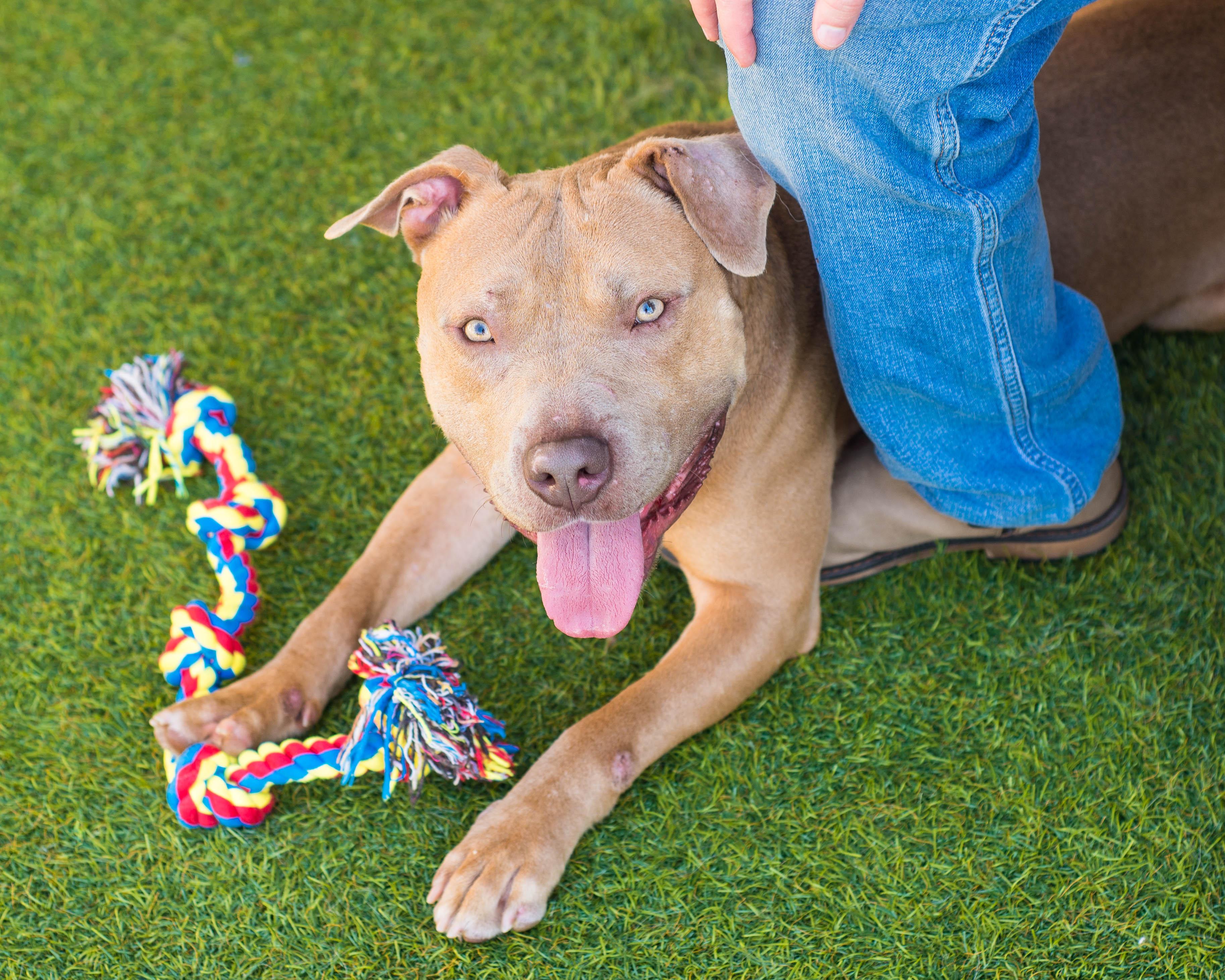 Jalen, Adoptable, Adult Male American Staffordshire Terrier.
