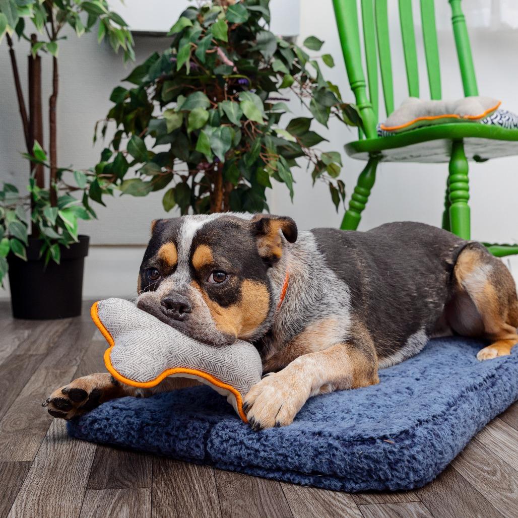 Sheriff Buzby, Adoptable, Adult Male Cattle Dog & American Staffordshire Terrier.