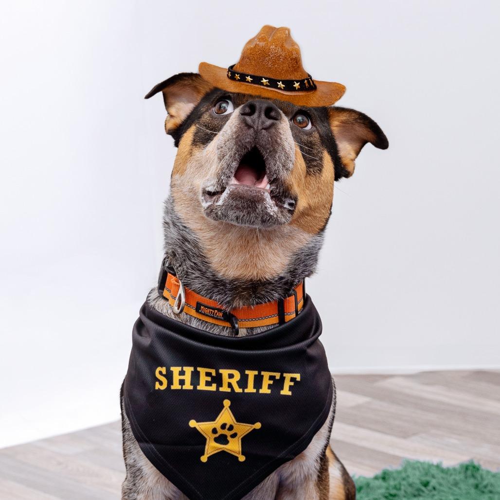 Enlarge Sheriff Buzby, a Adoptable mixed breed in Los Angeles, CA image 3/6