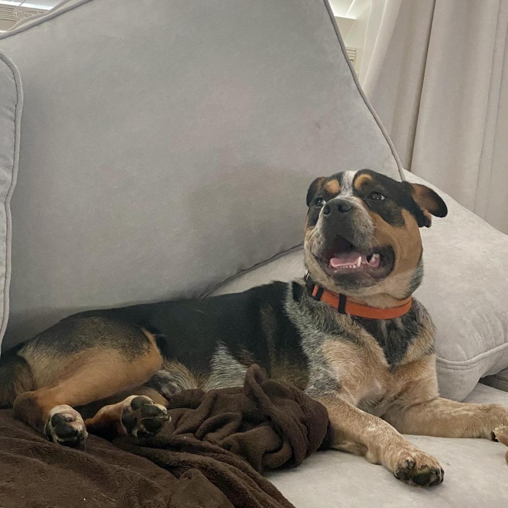 Enlarge Sheriff Buzby, a Adoptable mixed breed in Los Angeles, CA image 5/6