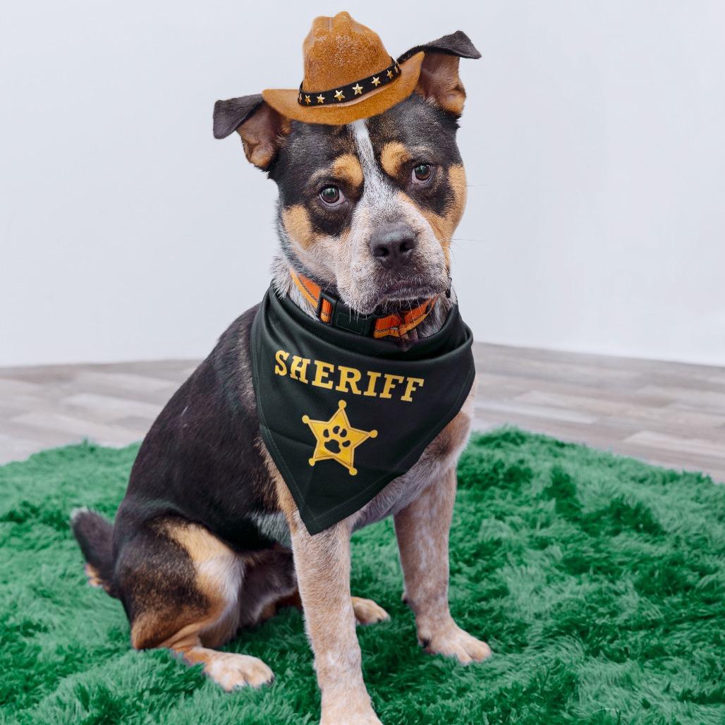 Enlarge Sheriff Buzby, a Adoptable mixed breed in Los Angeles, CA image 6/6