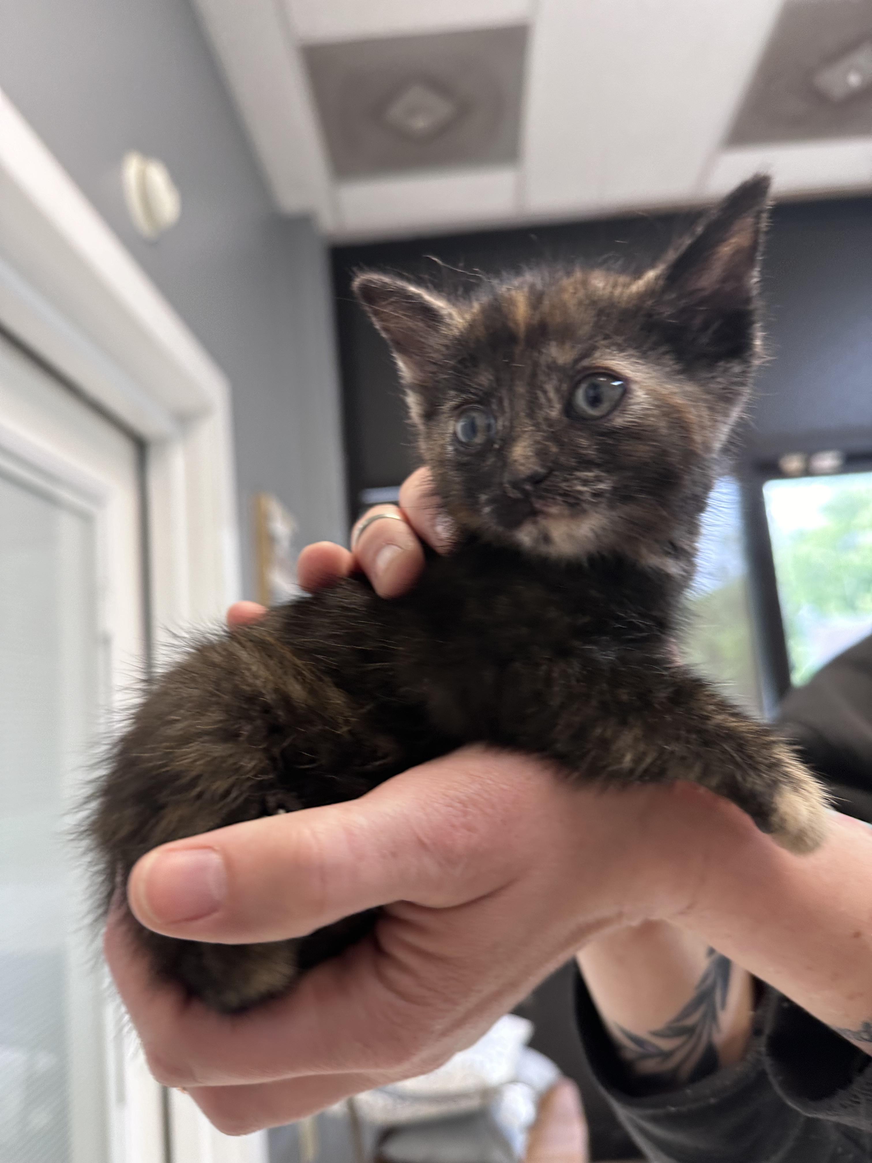 Shell, adopted, Young Female Domestic Short Hair.