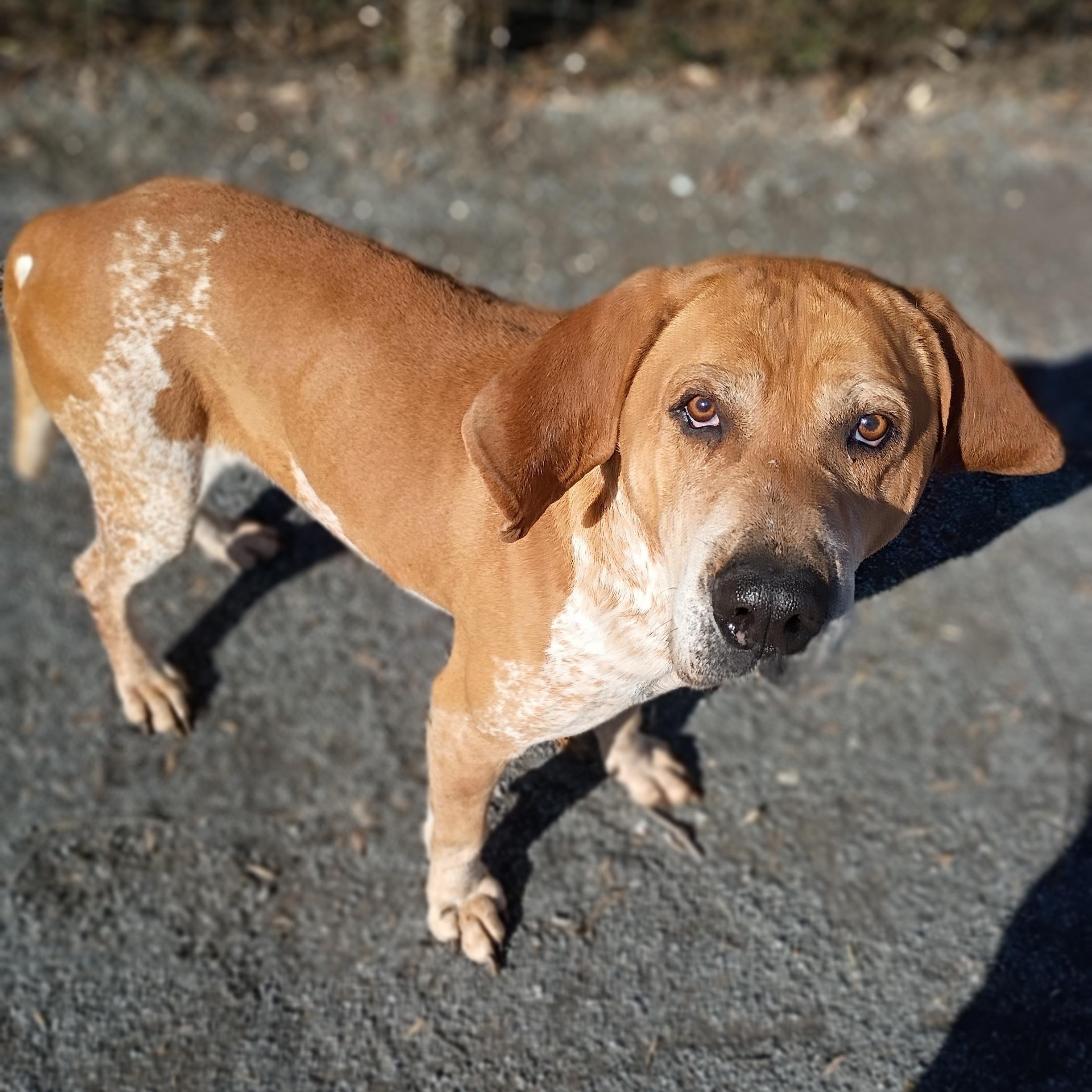 Enlarge Spud, a ADOPTABLE mixed breed in Maynardville, TN image 1/1