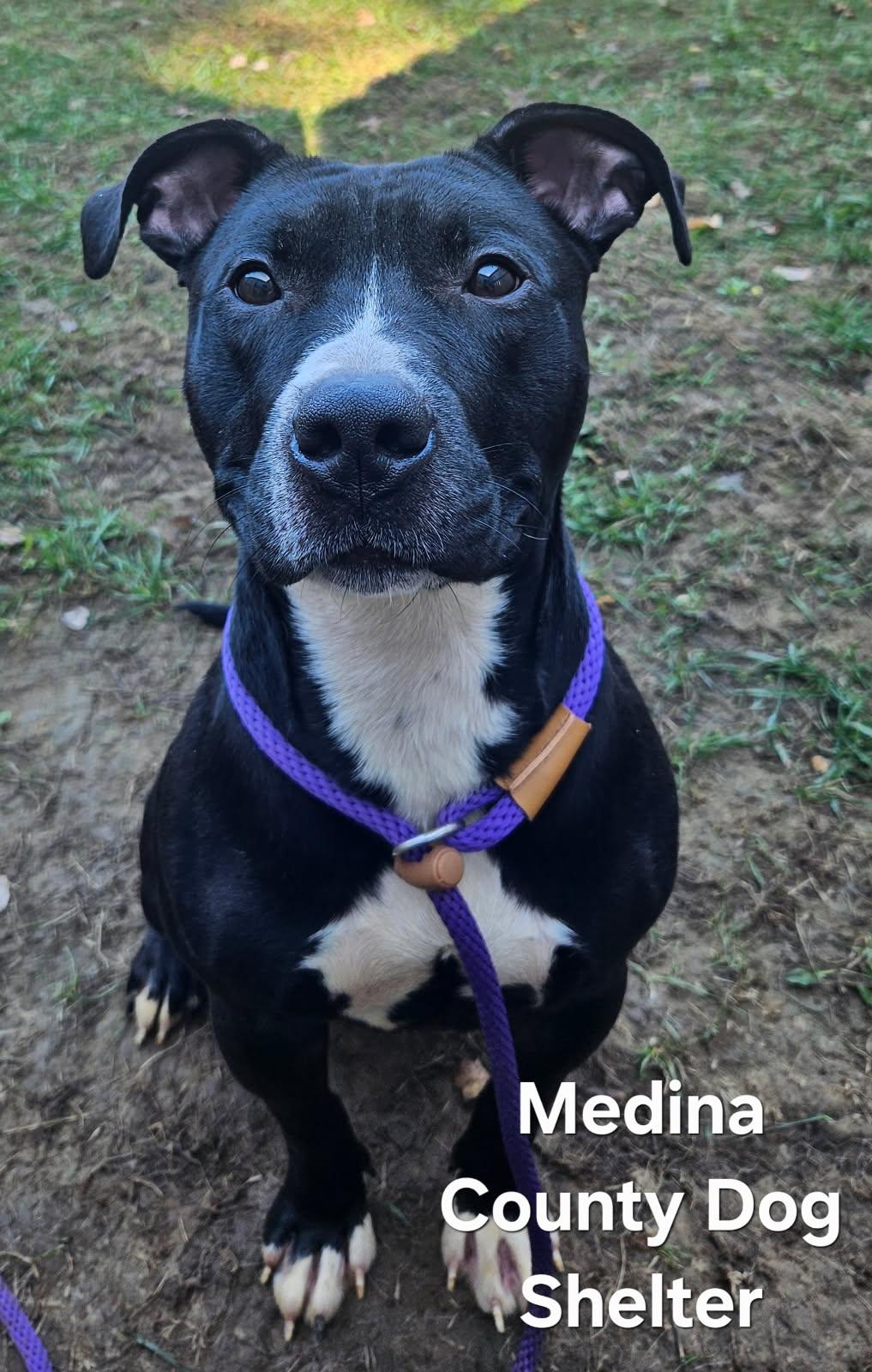 Blade, a Adoptable mixed breed image 2/3