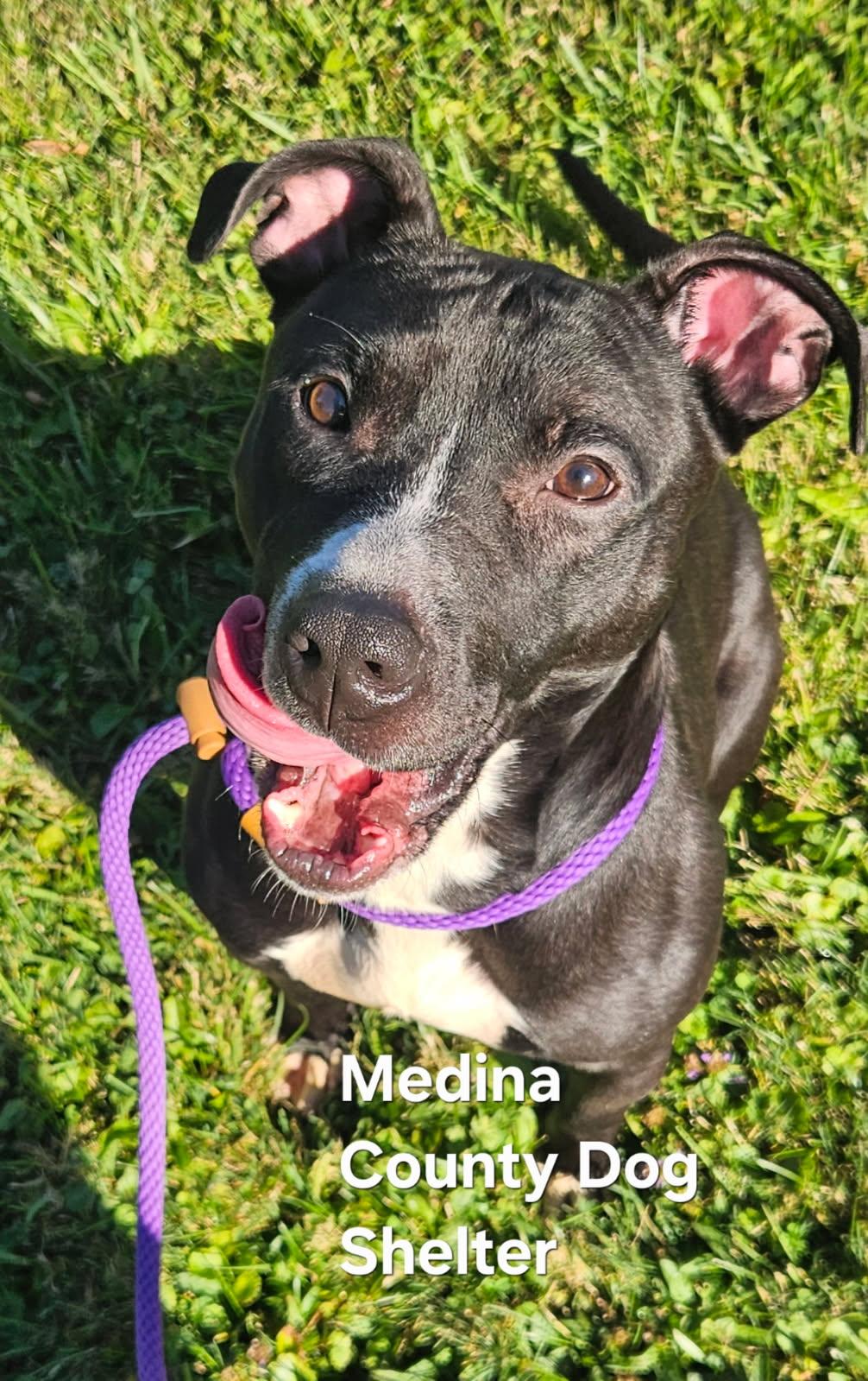 Blade, a Adoptable mixed breed image 3/3