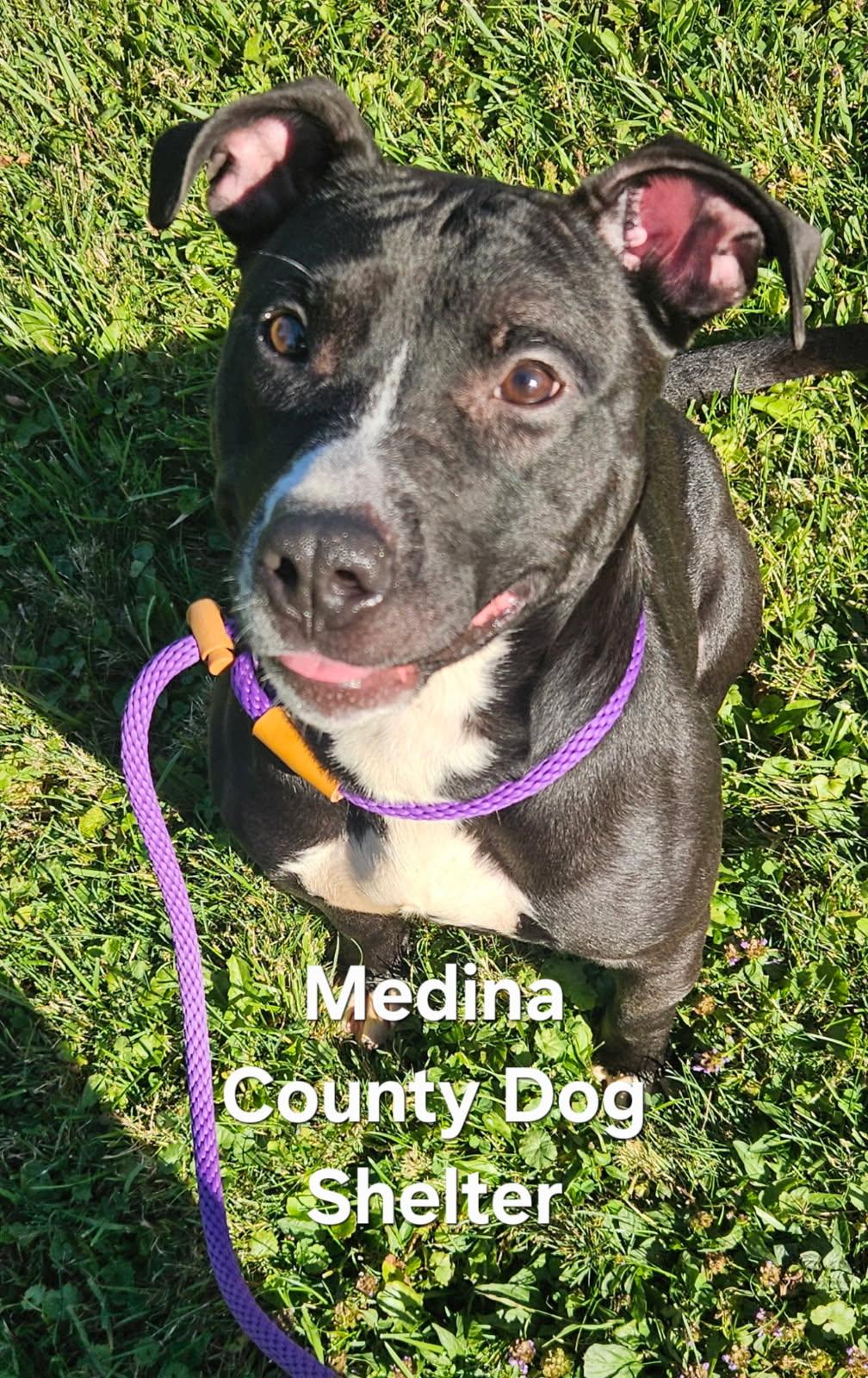 Blade, Adoptable, Young Male Pit Bull Terrier.