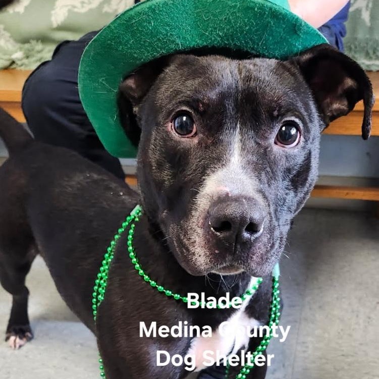 Enlarge Blade, a Adoptable mixed breed in Medina, OH image 1/5