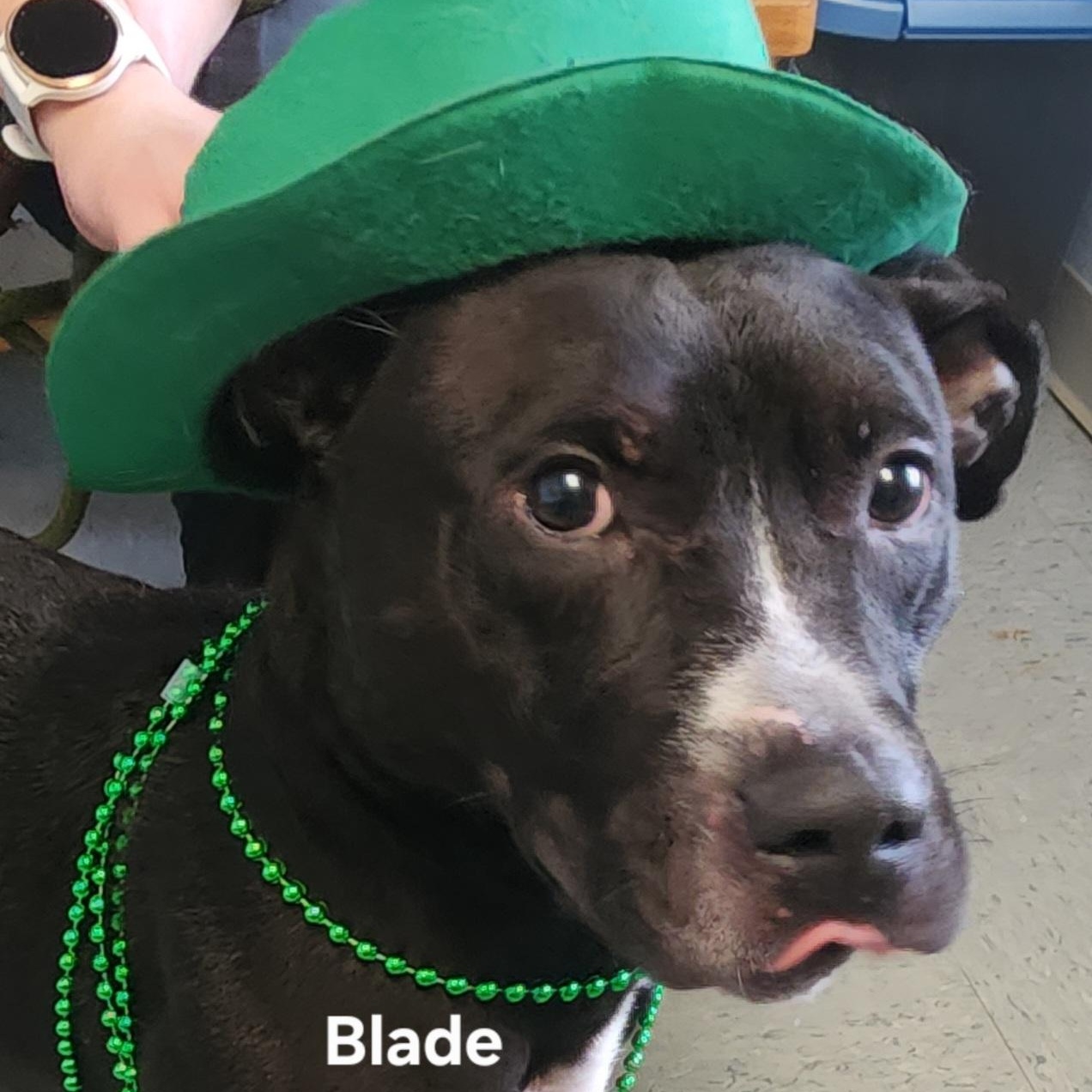 Enlarge Blade, a Adoptable mixed breed in Medina, OH image 2/5