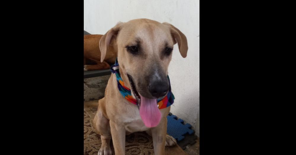 Sandy, Adoptable, Adult Female Mixed Breed.