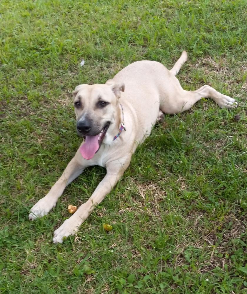 Sandy, a Adoptable mixed breed in Naranjito, PR image 2/4