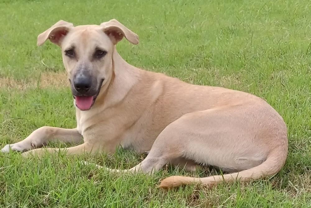 Sandy, a Adoptable mixed breed in Naranjito, PR image 3/4