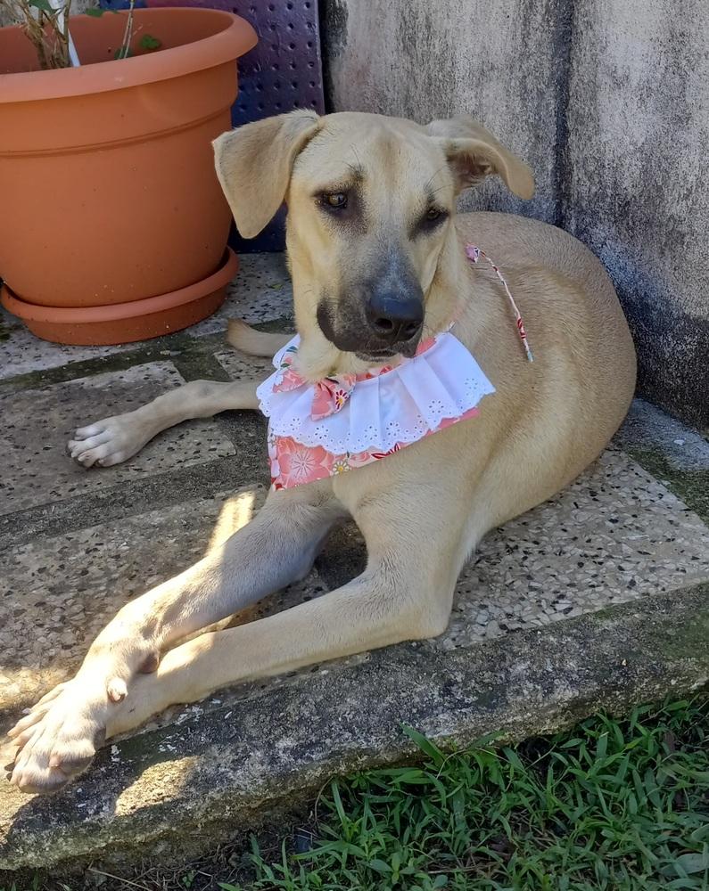 Sandy, a Adoptable mixed breed in Naranjito, PR image 4/4