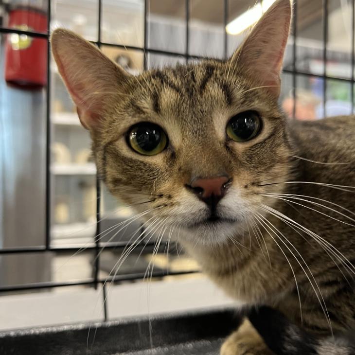 George, Adoptable, Adult Male Domestic Short Hair.