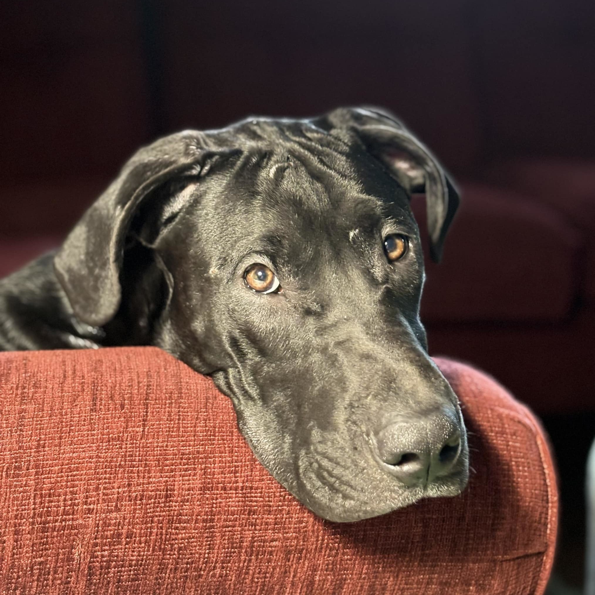 Lupin, an adoptable Great Dane, Black Labrador Retriever in Springfield, MO, 65804 | Photo Image 1