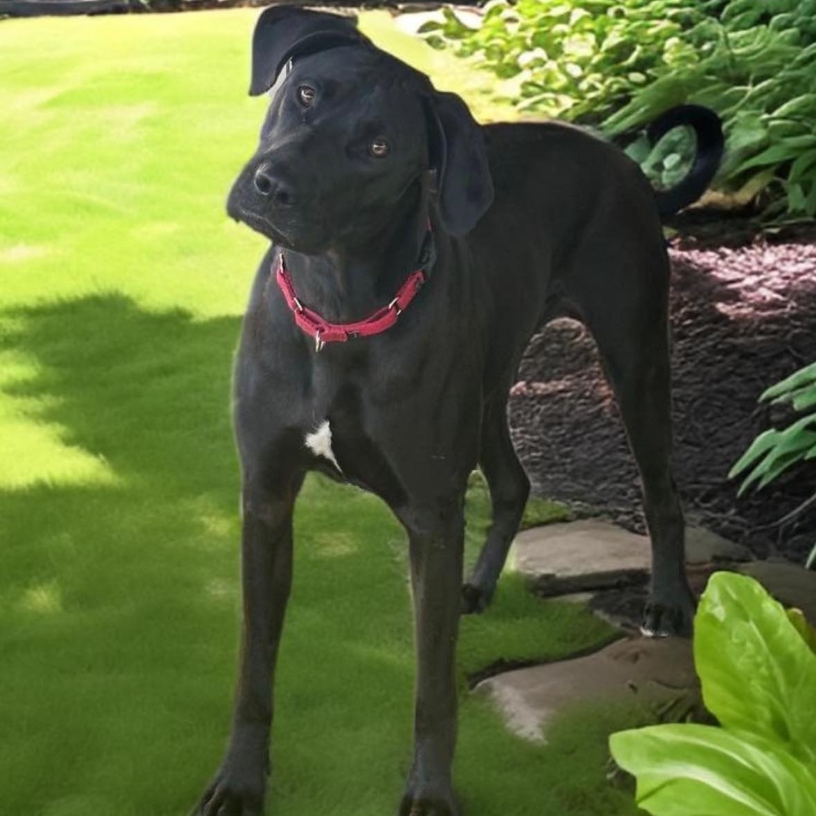 Lupin, an adoptable Great Dane, Black Labrador Retriever in Springfield, MO, 65804 | Photo Image 2