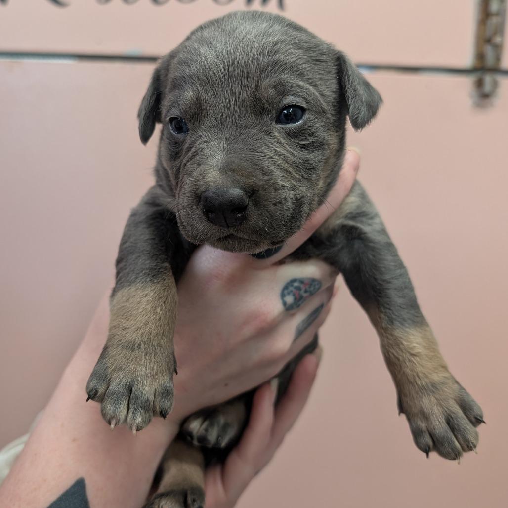 Quarter Pounder, Adoptable, Puppy Male Mixed Breed.