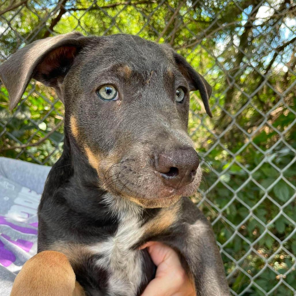 Quarter Pounder, a Adoptable Mixed Breed in Huntsville, AR image 2/3