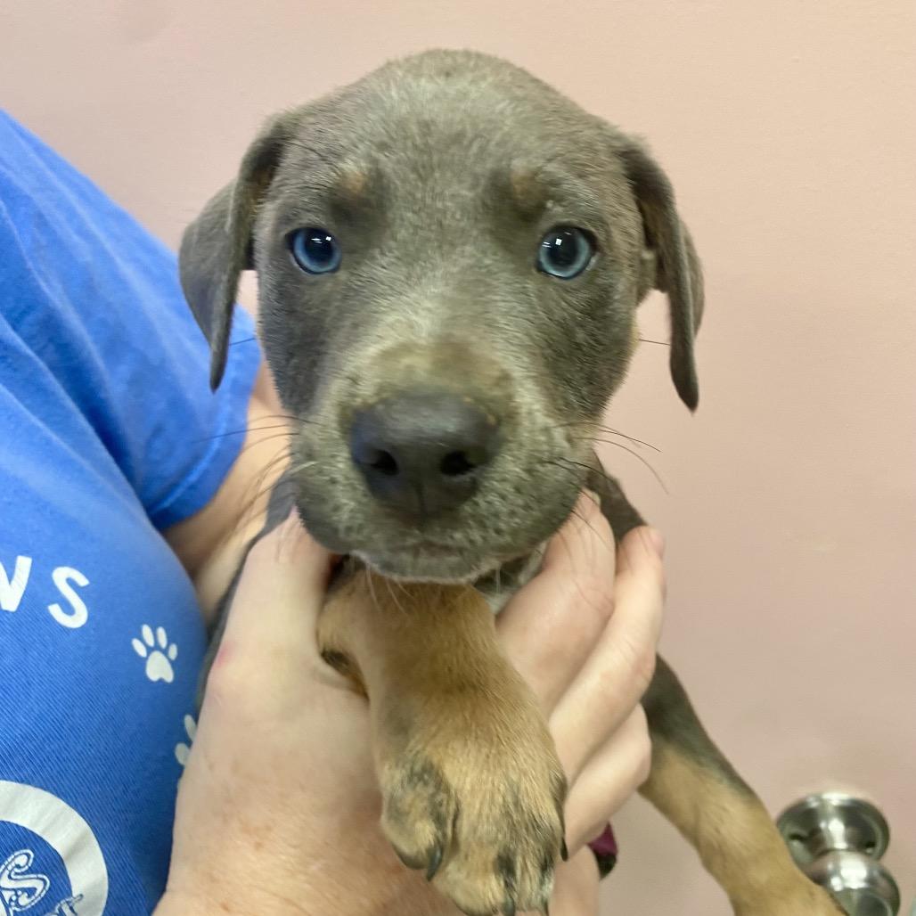 Quarter Pounder, a Adoptable Mixed Breed in Huntsville, AR image 3/3