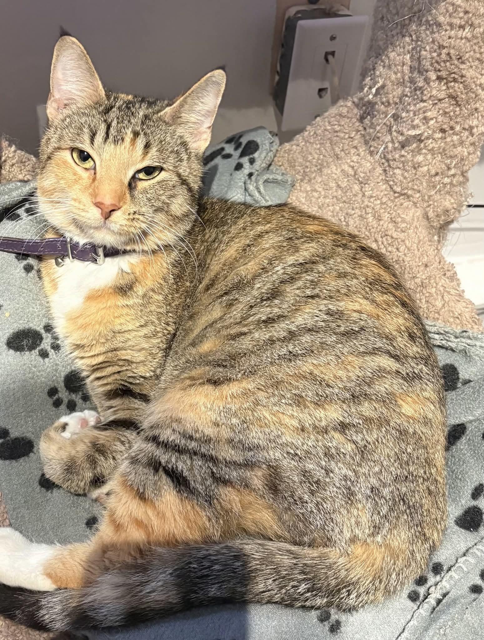 Birdy, ADOPTABLE, Adult Female Domestic Short Hair.