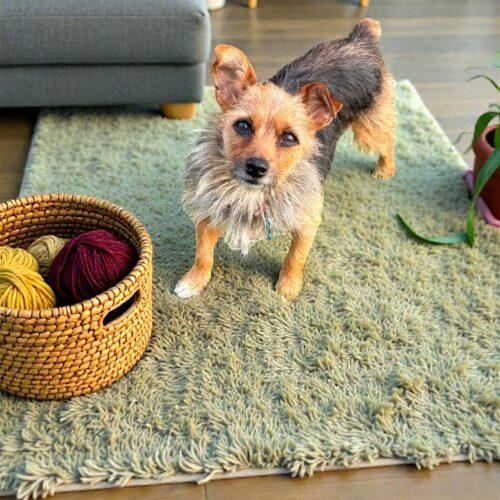 Enlarge Judy, a Adoptable Yorkshire Terrier in Memphis, TN image 1/4