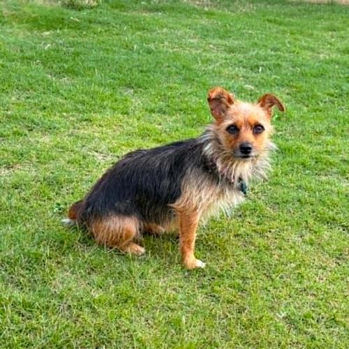Enlarge Judy, a Adoptable Yorkshire Terrier in Memphis, TN image 2/4