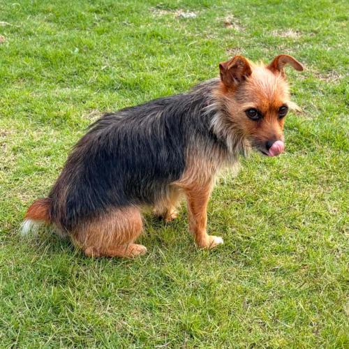 Enlarge Judy, a Adoptable Yorkshire Terrier in Memphis, TN image 3/4