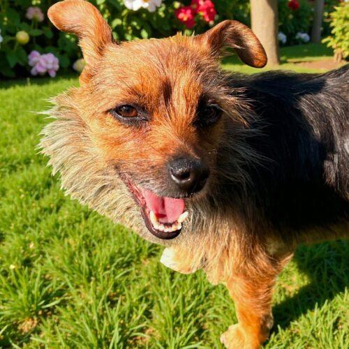 Enlarge Judy, a Adoptable Yorkshire Terrier in Memphis, TN image 4/4