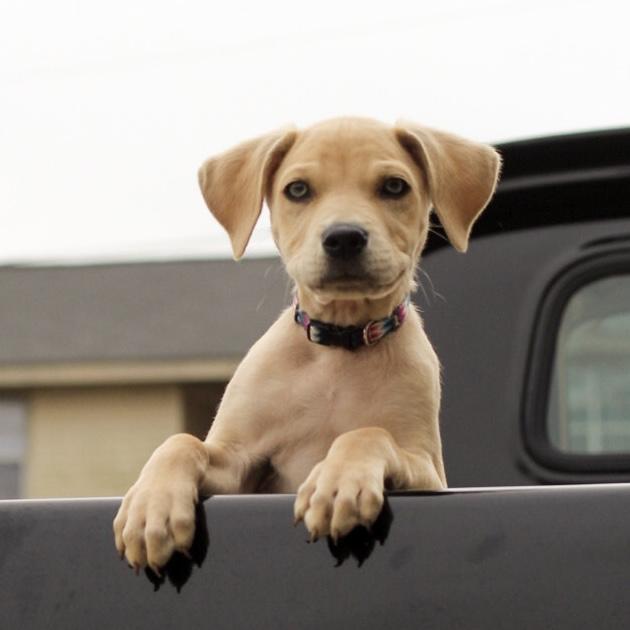 Flatback — thumbnail 2