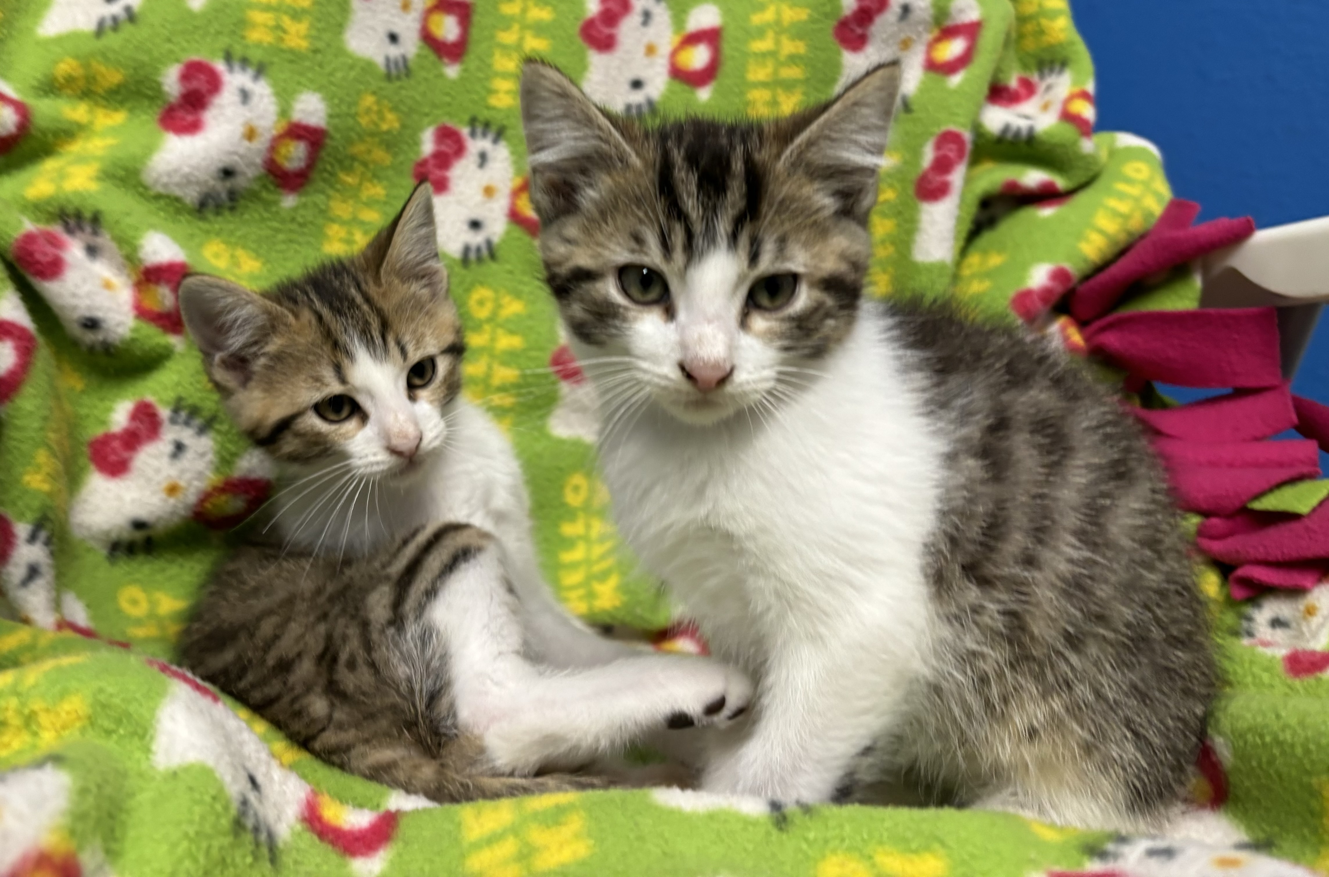 Mikey, a Adopted Domestic Short Hair in Melbourne, AR image 1/5