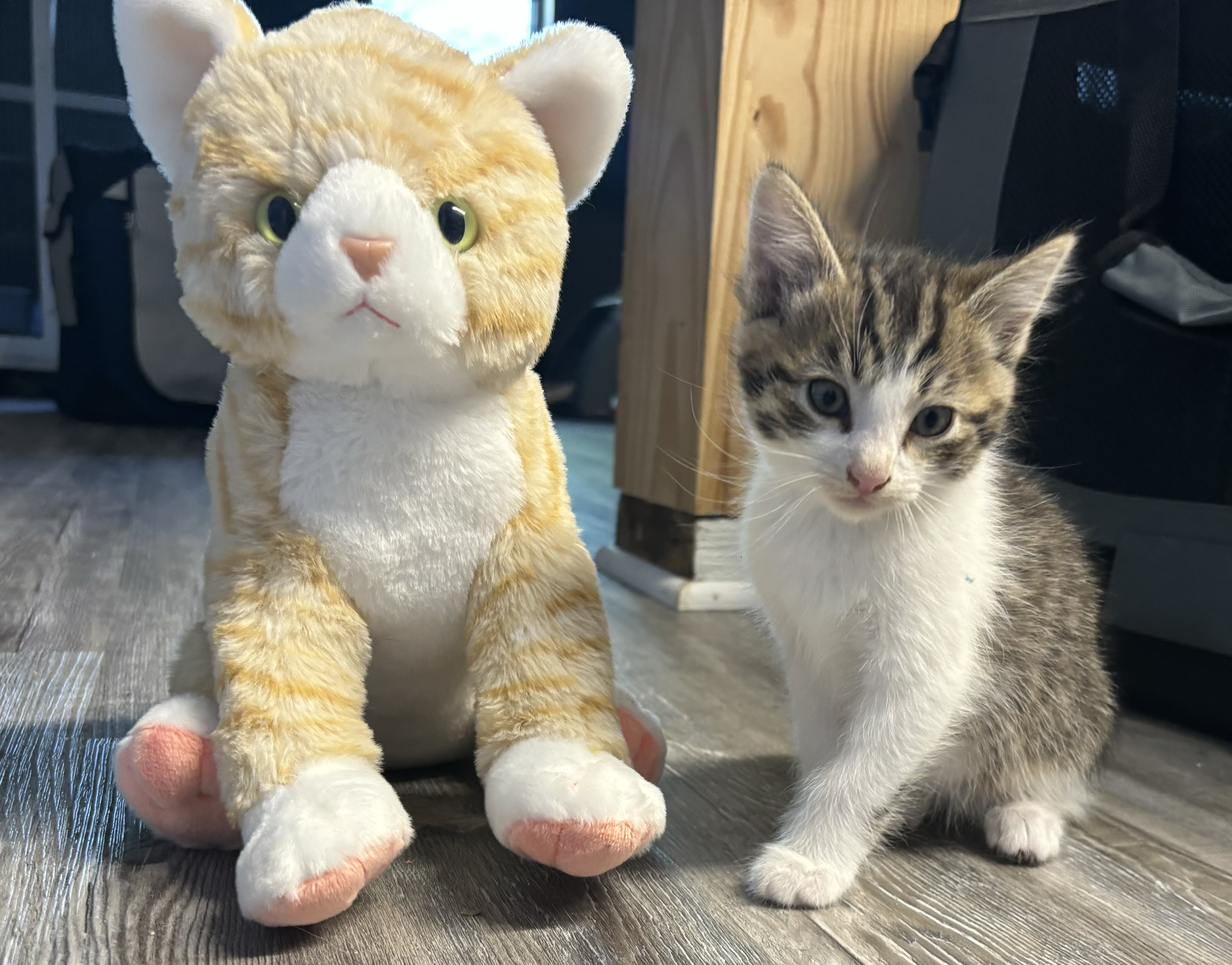 Mikey, a Adopted Domestic Short Hair in Melbourne, AR image 2/5