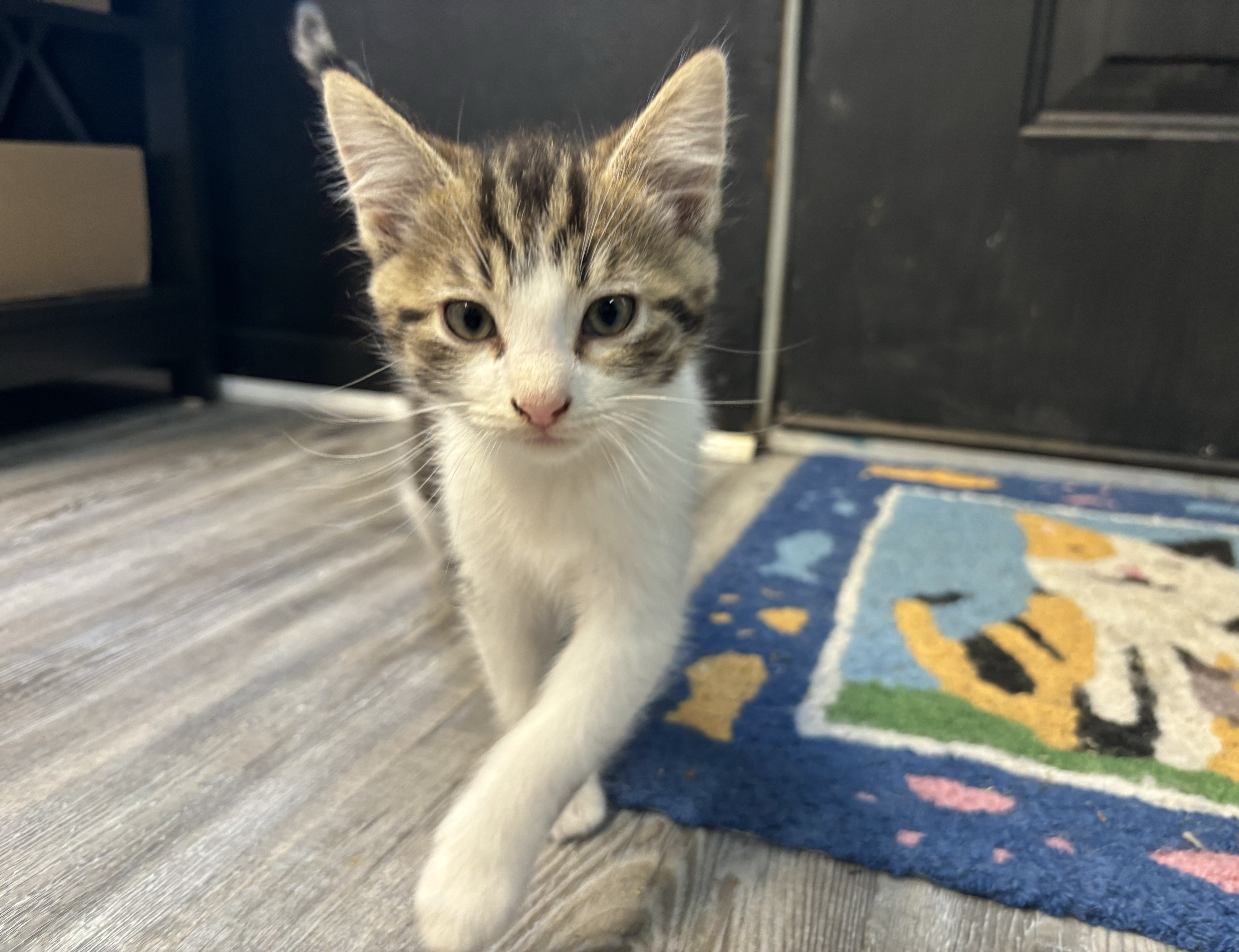 Mikey, a Adopted Domestic Short Hair in Melbourne, AR image 3/5