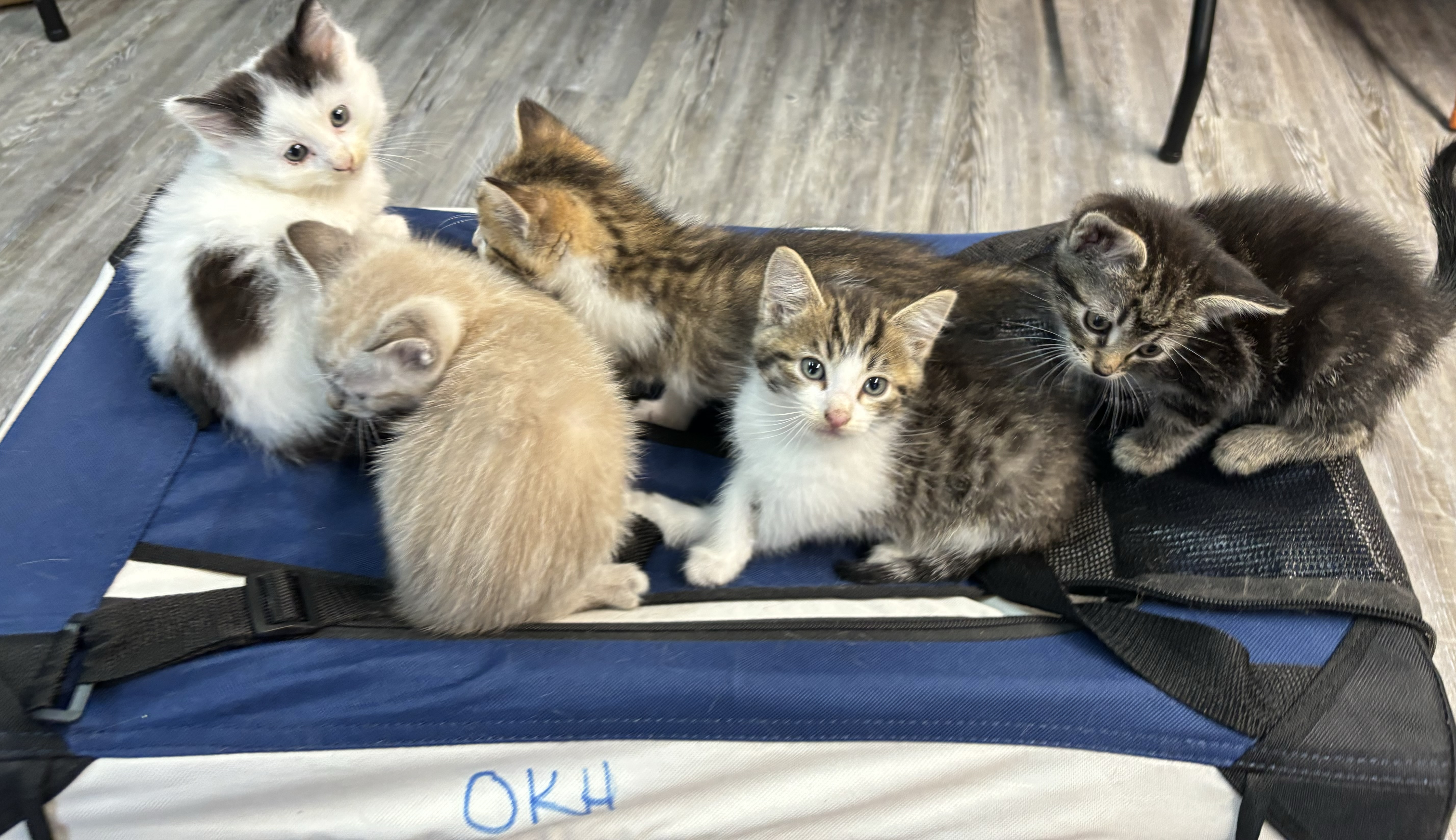 Mikey, a Adopted Domestic Short Hair in Melbourne, AR image 4/5