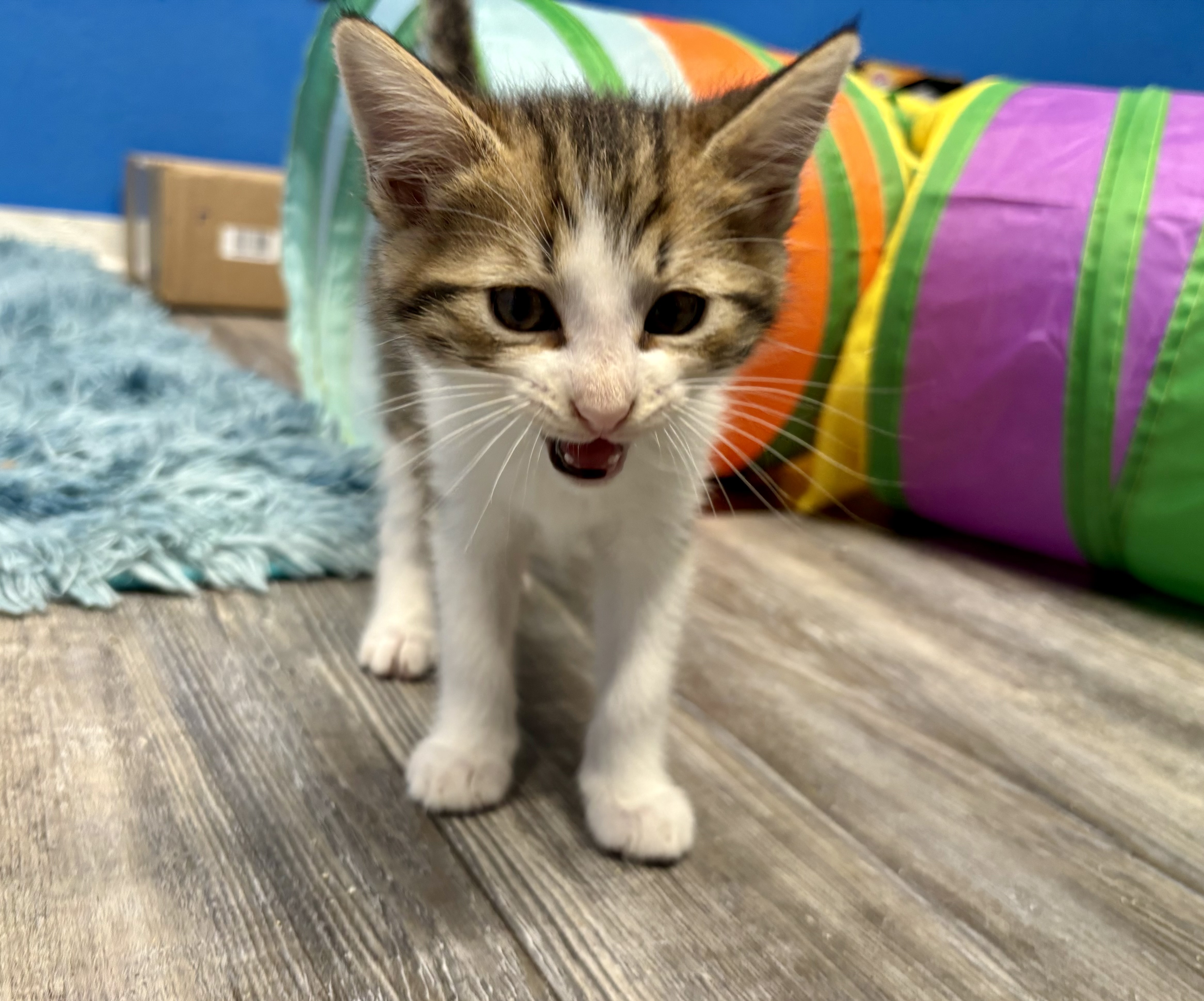 Mikey, a Adopted Domestic Short Hair in Melbourne, AR image 5/5