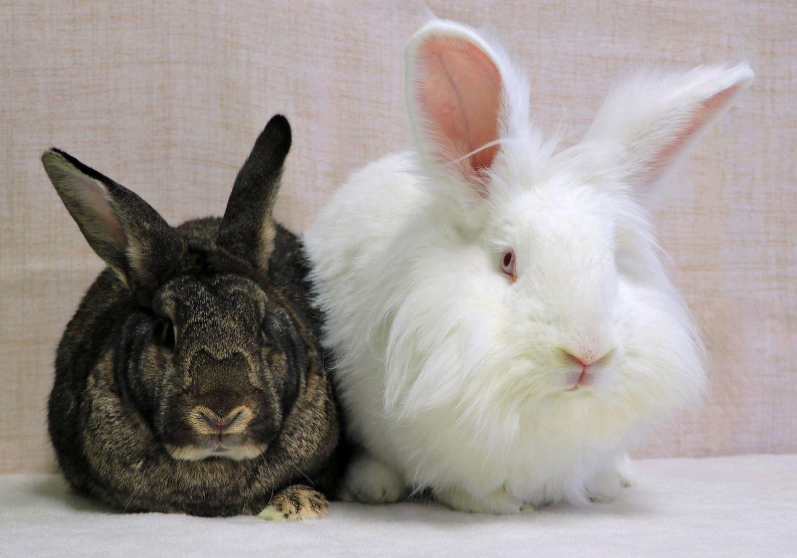 Evie Ann, Adoptable, Young Female Lionhead.