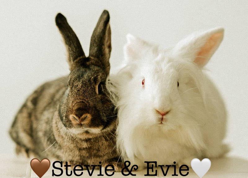 Enlarge Evie Ann, a Adoptable Lionhead in Lakeville, MN image 2/3