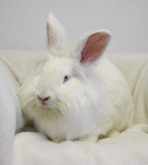 Enlarge Evie Ann, a Adoptable Lionhead in Lakeville, MN image 3/3