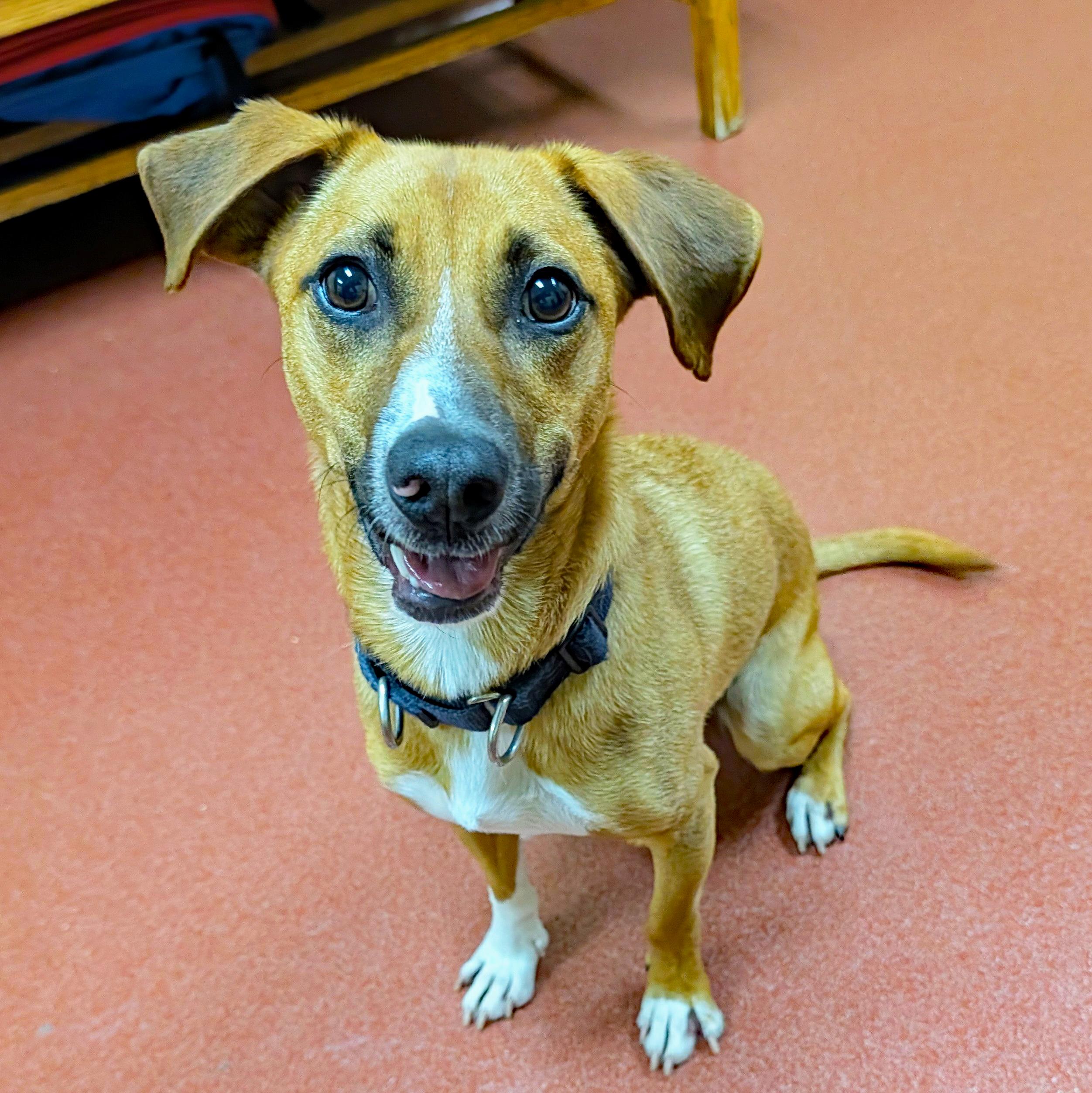 Frenchie, Adoptable, Adult Male Beagle.