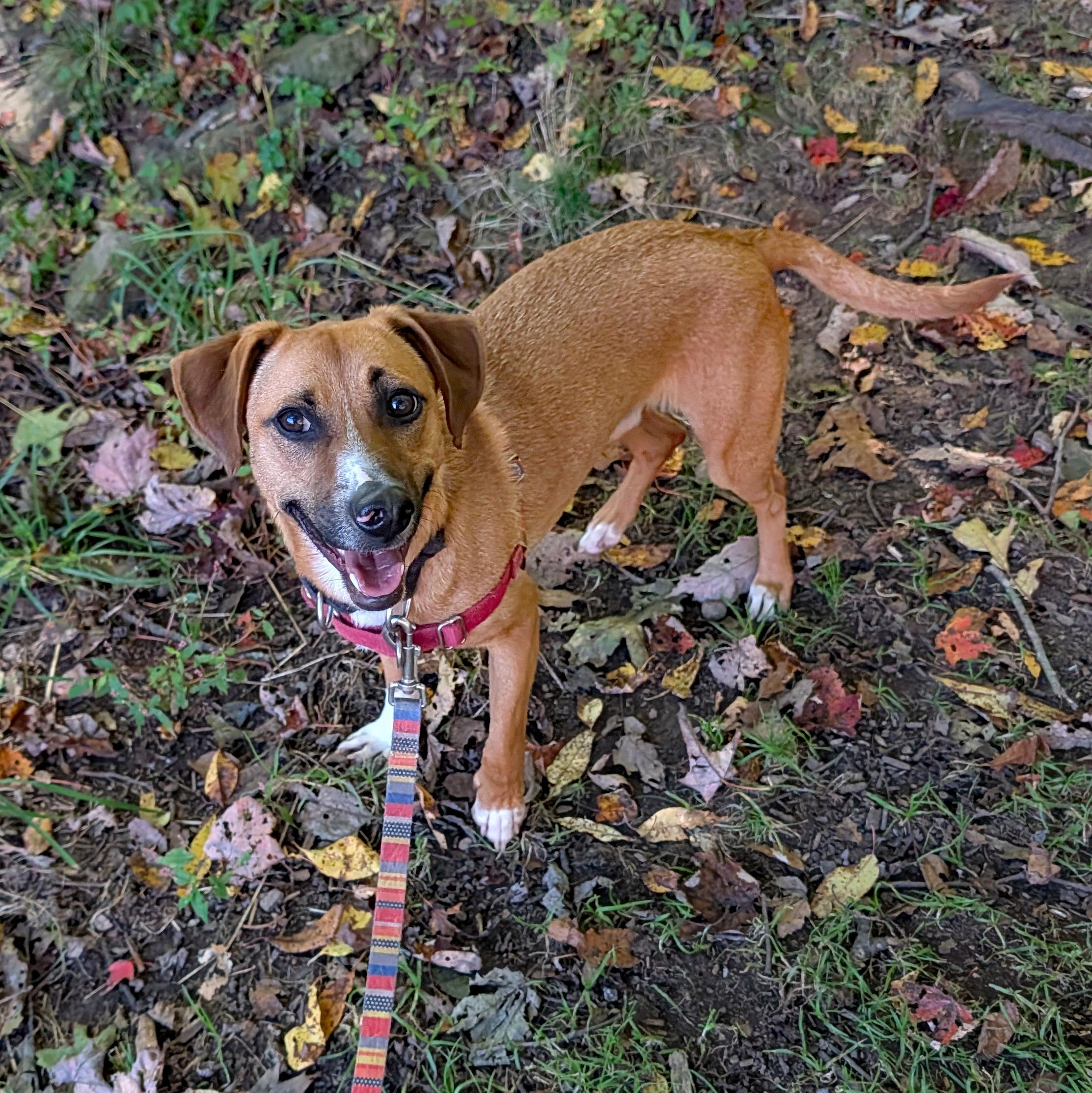 Enlarge Frenchie, a Adoptable mixed breed in Accident, MD image 6/6