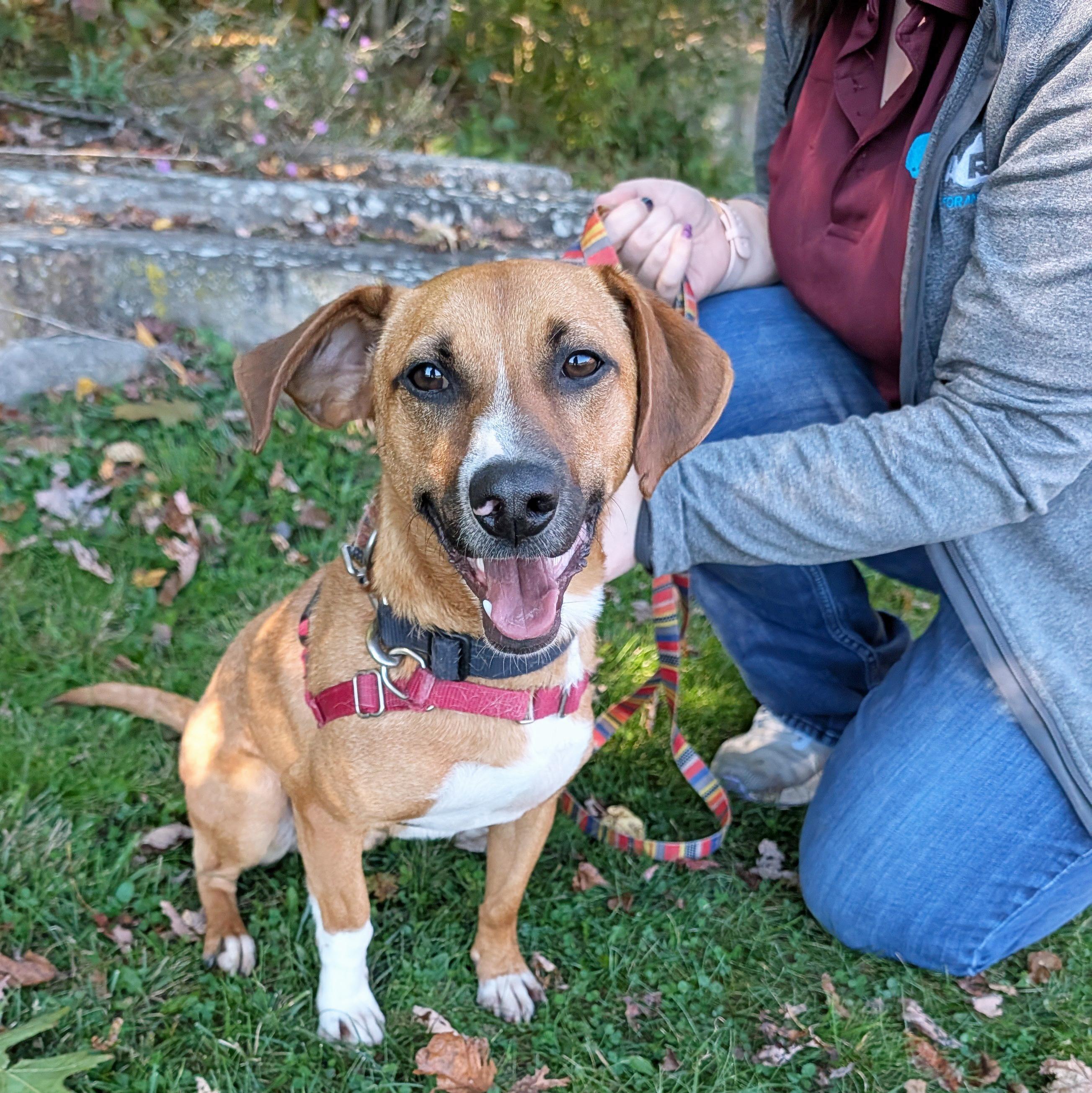 Enlarge Frenchie, a Adoptable mixed breed in Accident, MD image 5/6