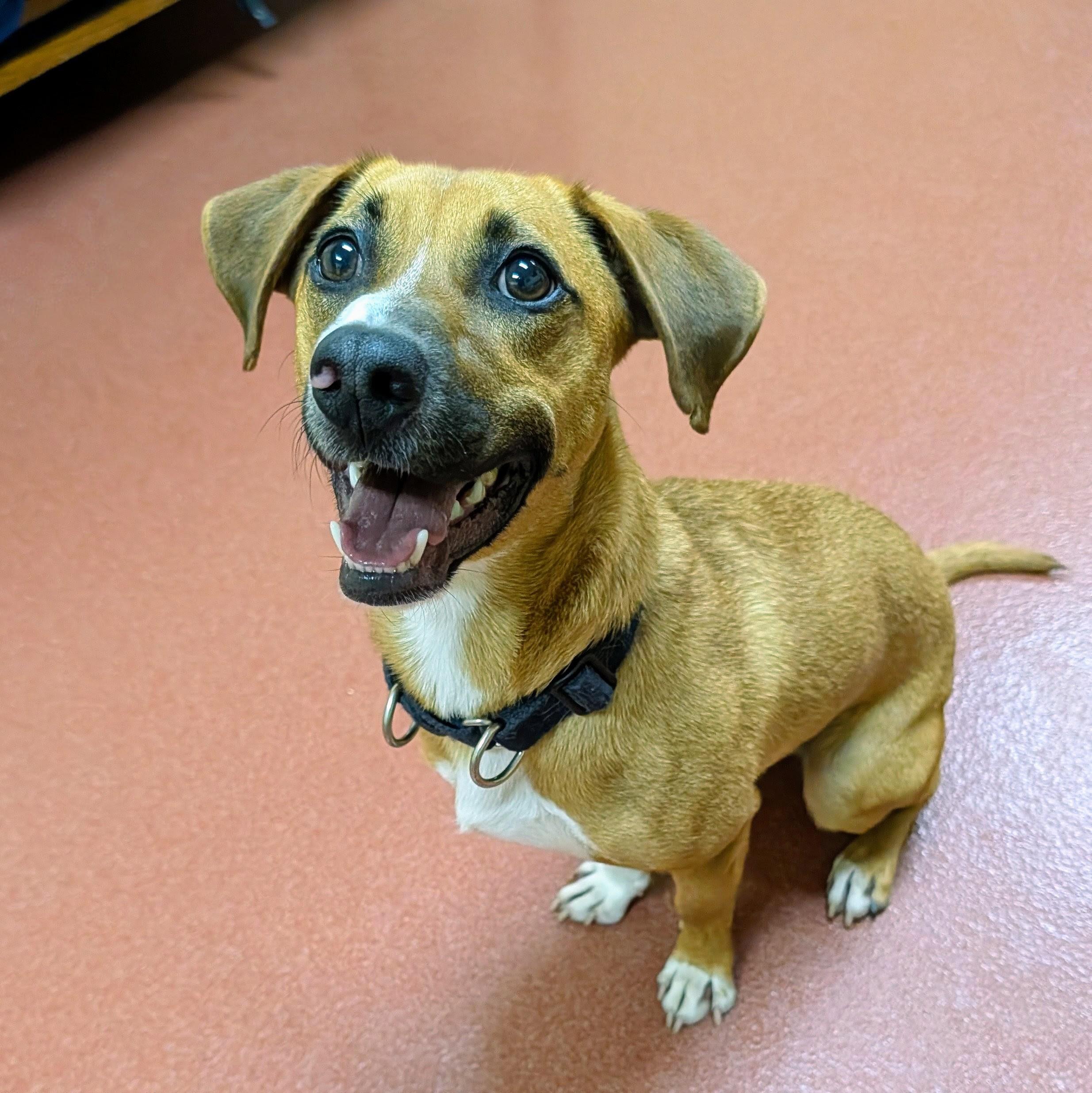 Enlarge Frenchie, a Adoptable mixed breed in Accident, MD image 3/6