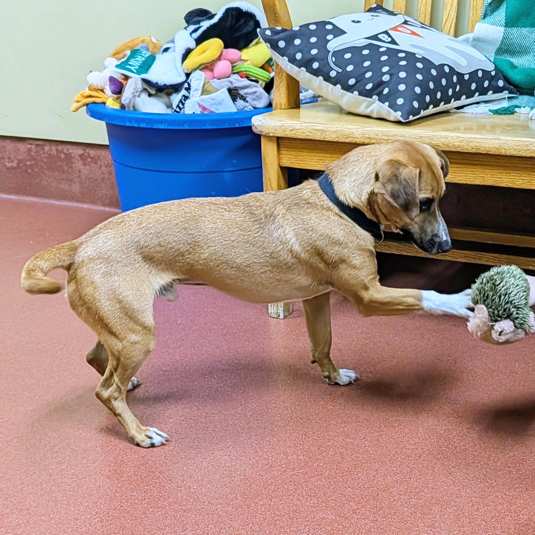 Enlarge Frenchie, a Adoptable mixed breed in Accident, MD image 4/6