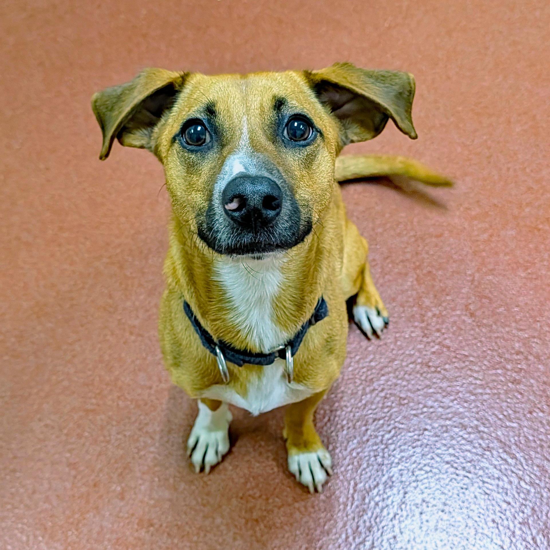 Enlarge Frenchie, a Adoptable mixed breed in Accident, MD image 2/6