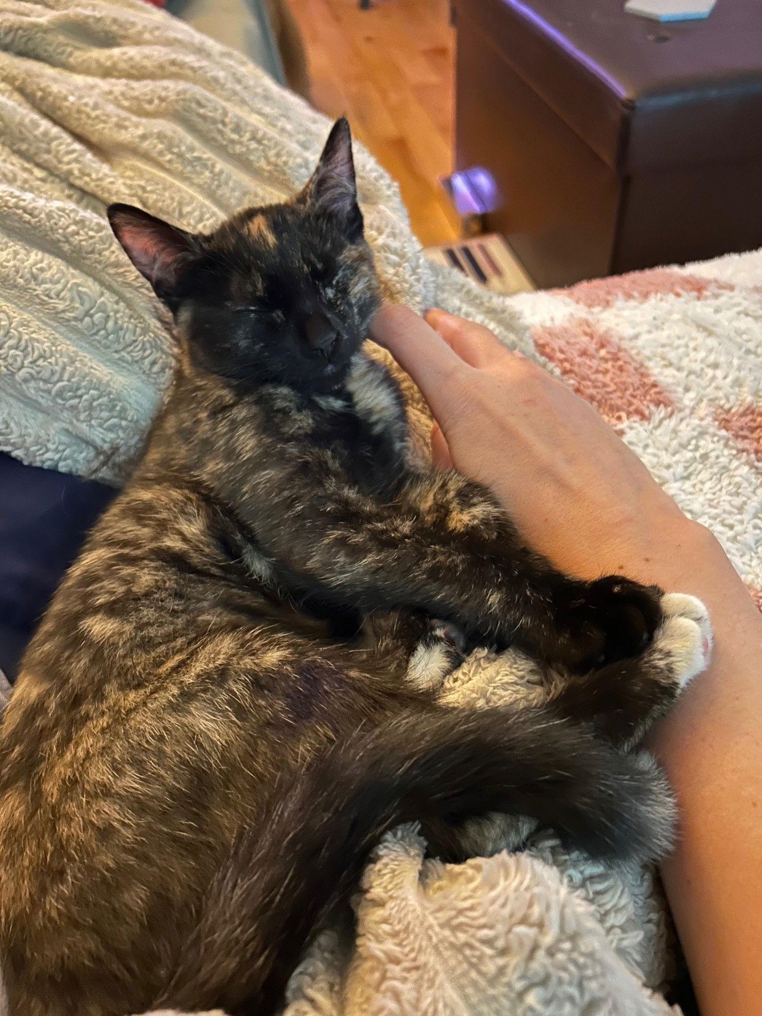 Enlarge Siggy, a Adopted Domestic Short Hair in Montreal, QC image 1/3