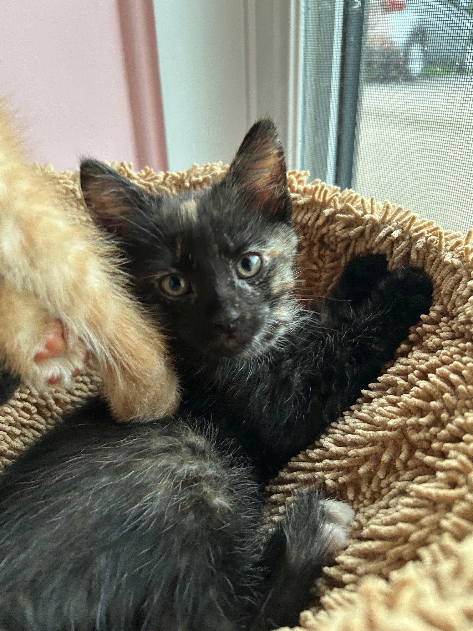 Enlarge Siggy, a Adopted Domestic Short Hair in Montreal, QC image 2/3