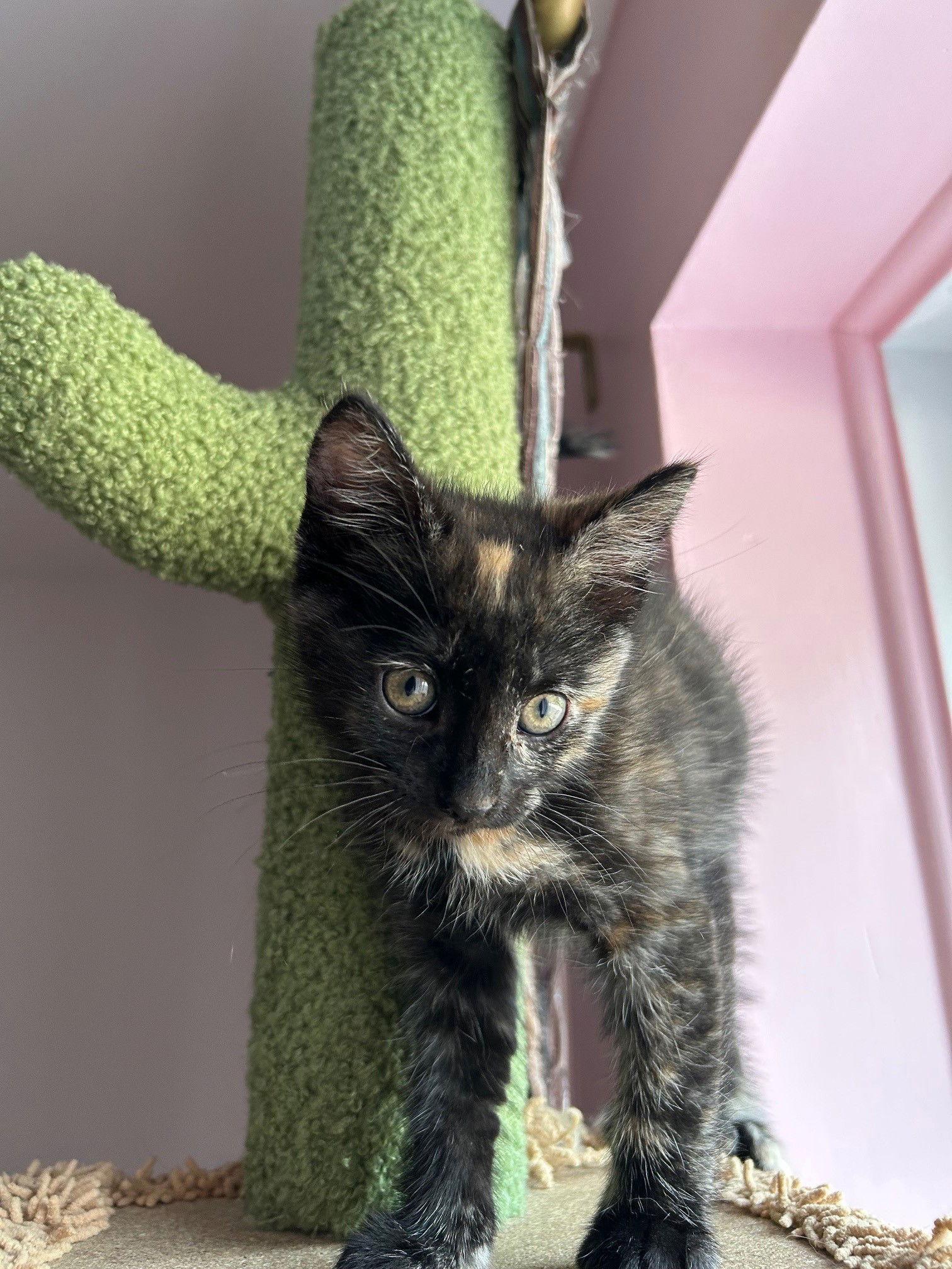 Enlarge Siggy, a Adopted Domestic Short Hair in Montreal, QC image 3/3