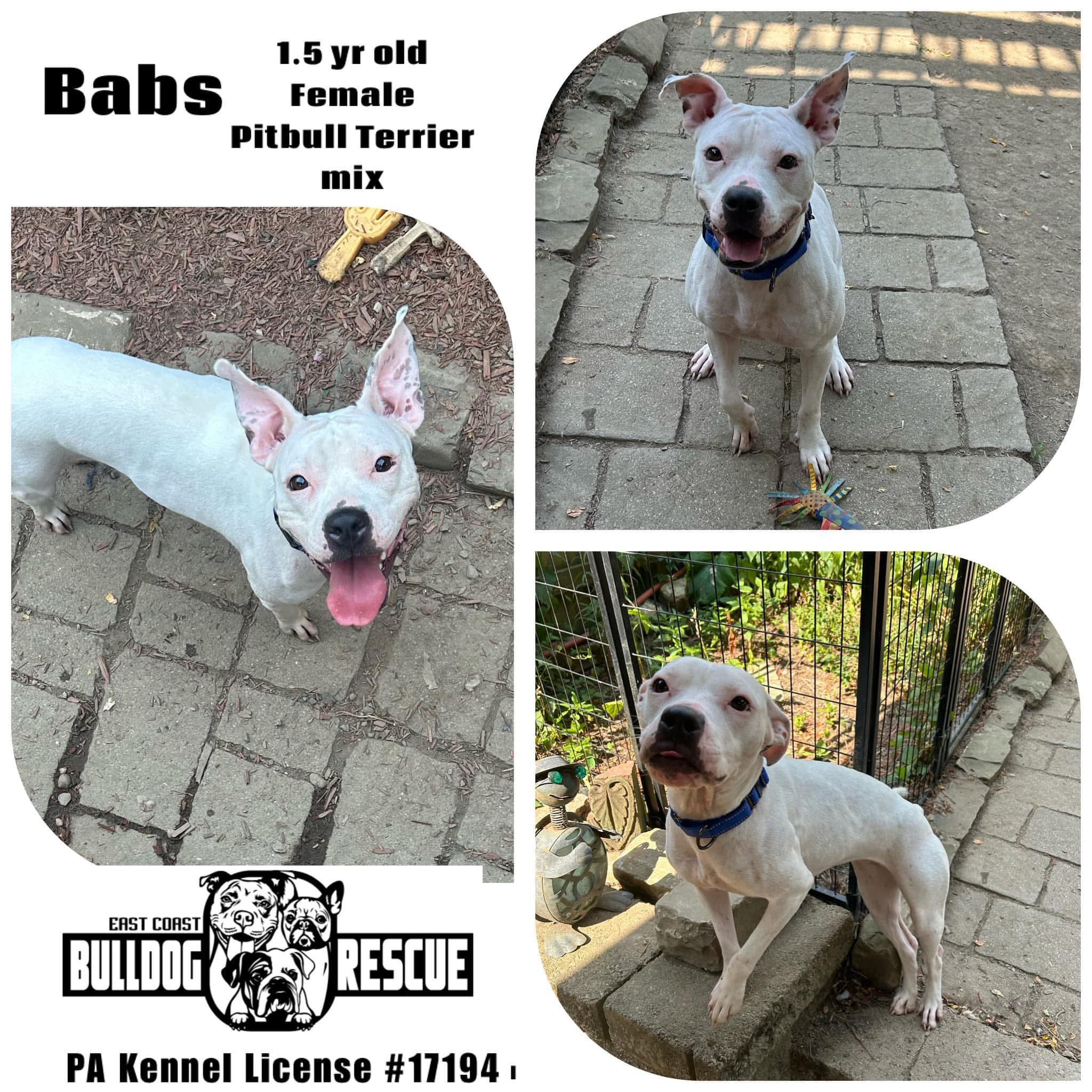 Enlarge Babs, a Adoptable mixed breed in Pittsburgh, PA image 1/1