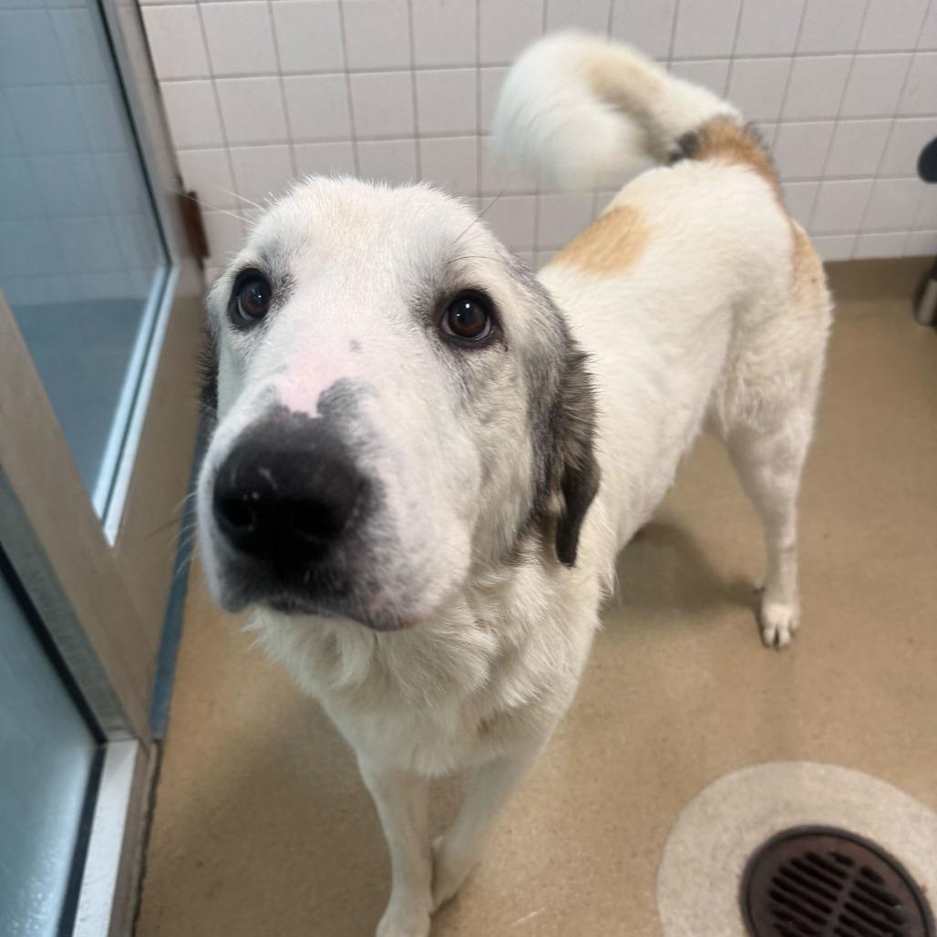 Harold, Adoptable, Adult Male Great Pyrenees.